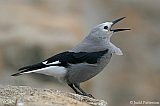 Clark's Nutcracker