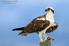 Osprey