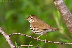 Ovenbird