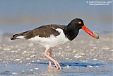 American Oystercatcher