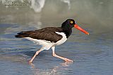 American Oystercatcher