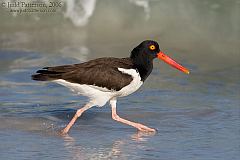 American Oystercatcher