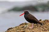 Black Oystercatcher