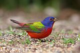 Painted Bunting