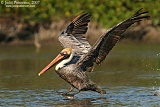 Brown Pelicanborder=