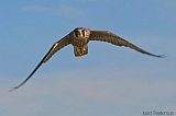 Peregrine Falcon