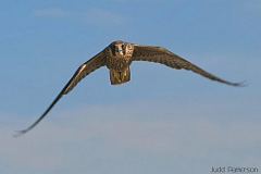 Peregrine Falcon