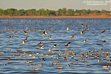 Wilson's Phalarope