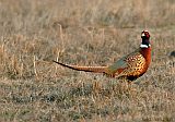 Ring-necked Pheasantborder=