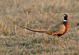 Ring-necked Pheasant