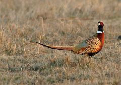 Ring-necked Pheasant