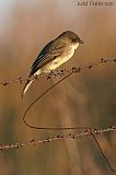 Eastern Phoebe