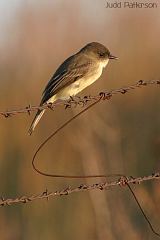 Eastern Phoebe