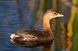 Pied-billed Grebe