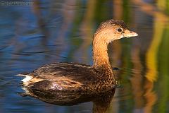 Pied-billed Grebe