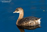 Pied-billed Grebe