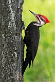 Pileated Woodpeckerborder=