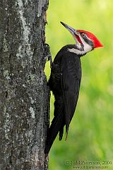 Pileated Woodpecker