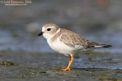 Piping Plover