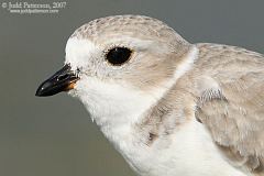 Piping Plover