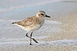 Black-bellied Plover