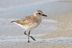 Black-bellied Plover