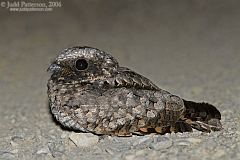 Common Poorwill