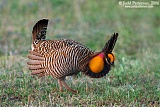 Greater Prairie-Chicken