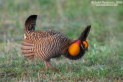 Greater Prairie-Chicken