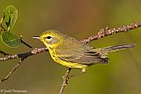 Prairie Warbler