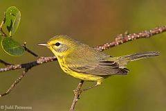 Prairie Warbler