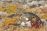 White-tailed Ptarmigan