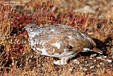 White-tailed Ptarmiganborder=