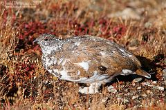 White-tailed Ptarmigan