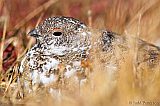 White-tailed Ptarmiganborder=