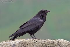 Common Raven