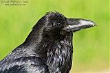 Common Raven