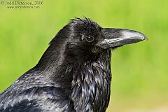 Common Raven