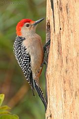 Red-bellied Woodpecker