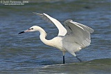 Reddish Egret