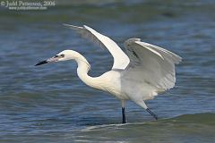 Reddish Egret