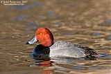 Redhead