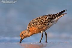 Red Knot