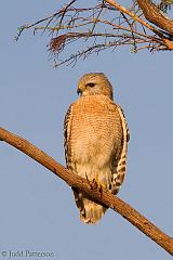 Red-shouldered Hawk