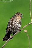 Red-winged Blackbird