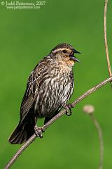 Red-winged Blackbird