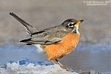 American Robin