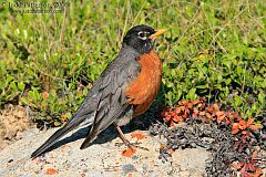 American Robin