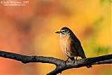 American Robin