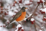 American Robin